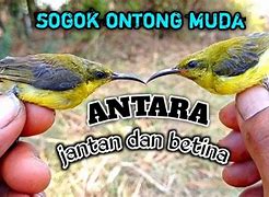 Membedakan Burung Sogon Jantan Dan Betina Anakan